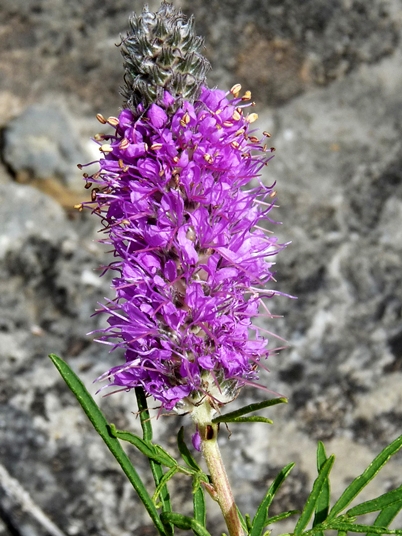 {Dalea gattingeri}